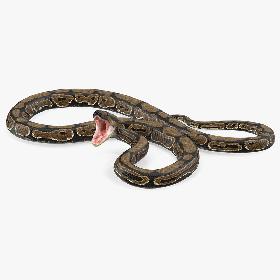 3D Brown Python Snake Rigged 3D Model model